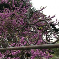 Dondolo da giardino in ferro battuto confortevole, vista dall'alto del motivo fiore di lis.