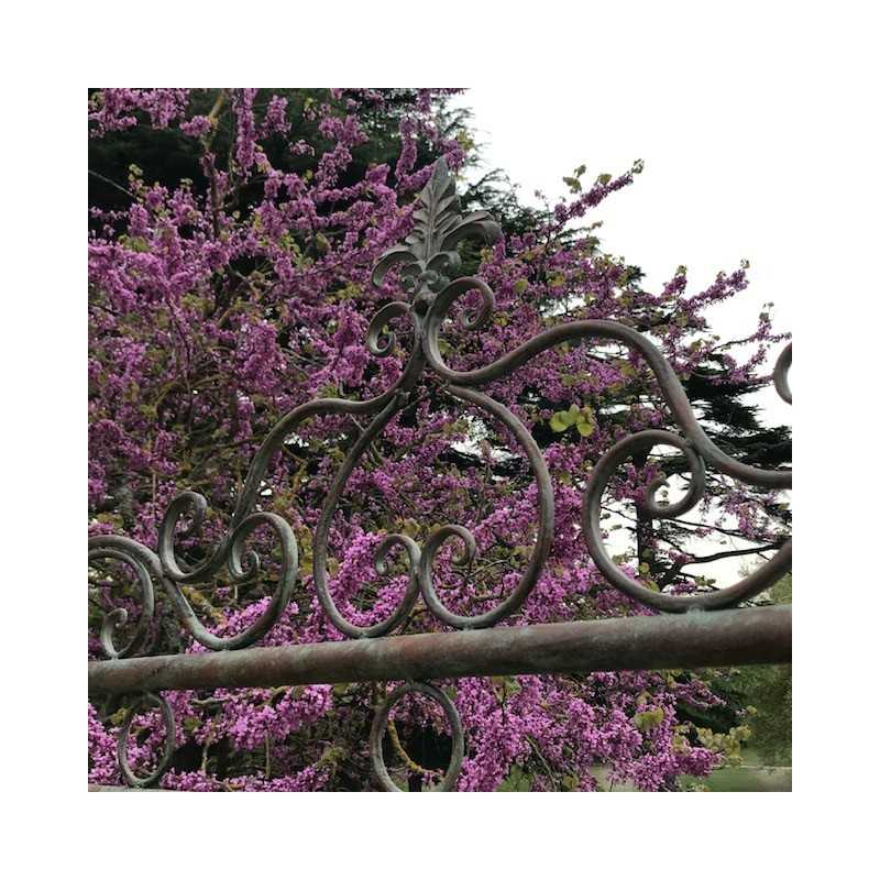 Dondolo da giardino in ferro battuto confortevole, vista dall'alto del motivo fiore di lis.